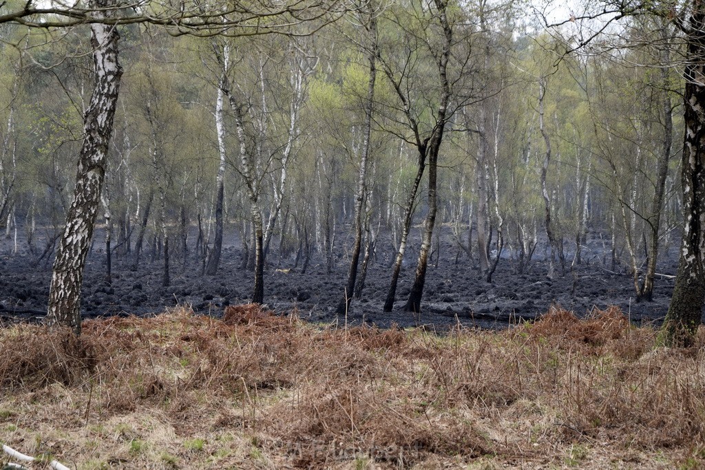 Waldbrand Wahner Heide Troisdorf Eisenweg P093.JPG - Miklos Laubert